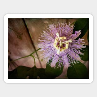 Passion flower close-up with berry filter - a study in green and purple Sticker